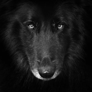 WolfCub on black.jpg
